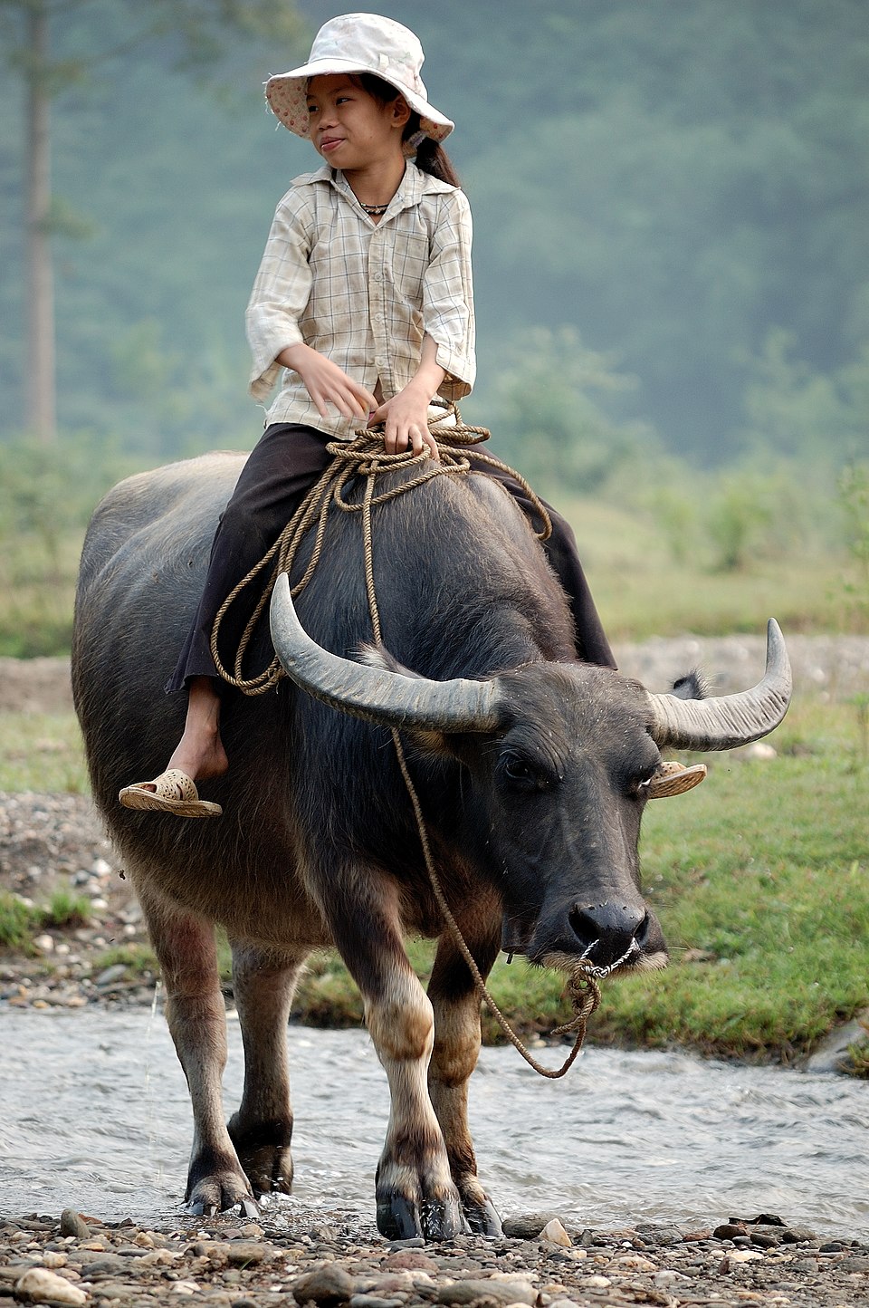 Tìm chàng sửu đóng pbim